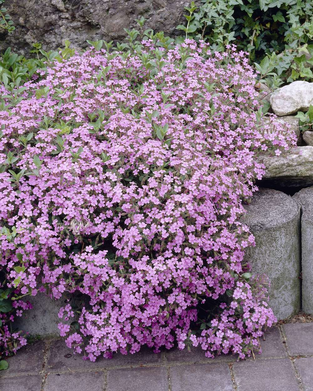 Såpnejlika 'Ocymoides'